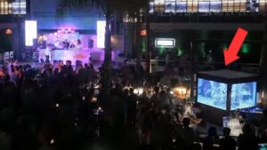 Ünlü gece kulübünde akvaryuma hapsedilen köpek balığı için Almanya’dan çağrı: Ölümcül sonuçları olabilir