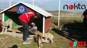 Sokak hayvanlarına Büyükşehir şefkati