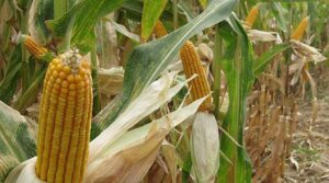 GDO’lu yemler tehlike saçacak