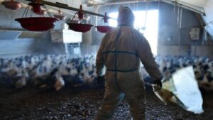 Kuş gribi nedeniyle Bulgaristan’da 40 bin tavuk itlaf edilecek