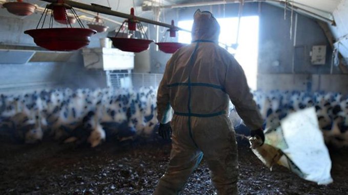 Kuş gribi nedeniyle Bulgaristan’da 40 bin tavuk itlaf edilecek