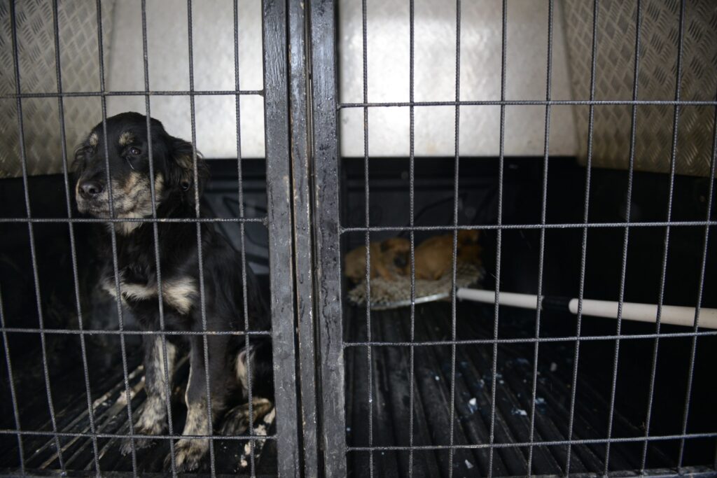 Yıldırım’da can dostlar emin ellerde