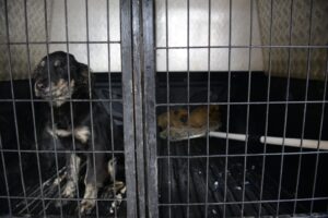 Yıldırım’da can dostlar emin ellerde