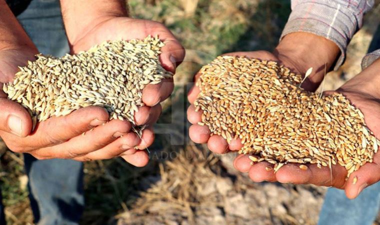 TMO, ekmeklik buğday ve arpaya zam yaptı