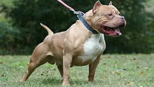 Pitbull cinsi köpek silah sayıldı!