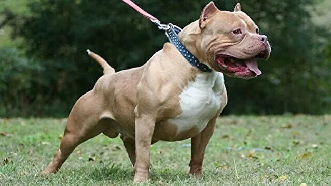 Pitbull cinsi köpek silah sayıldı!