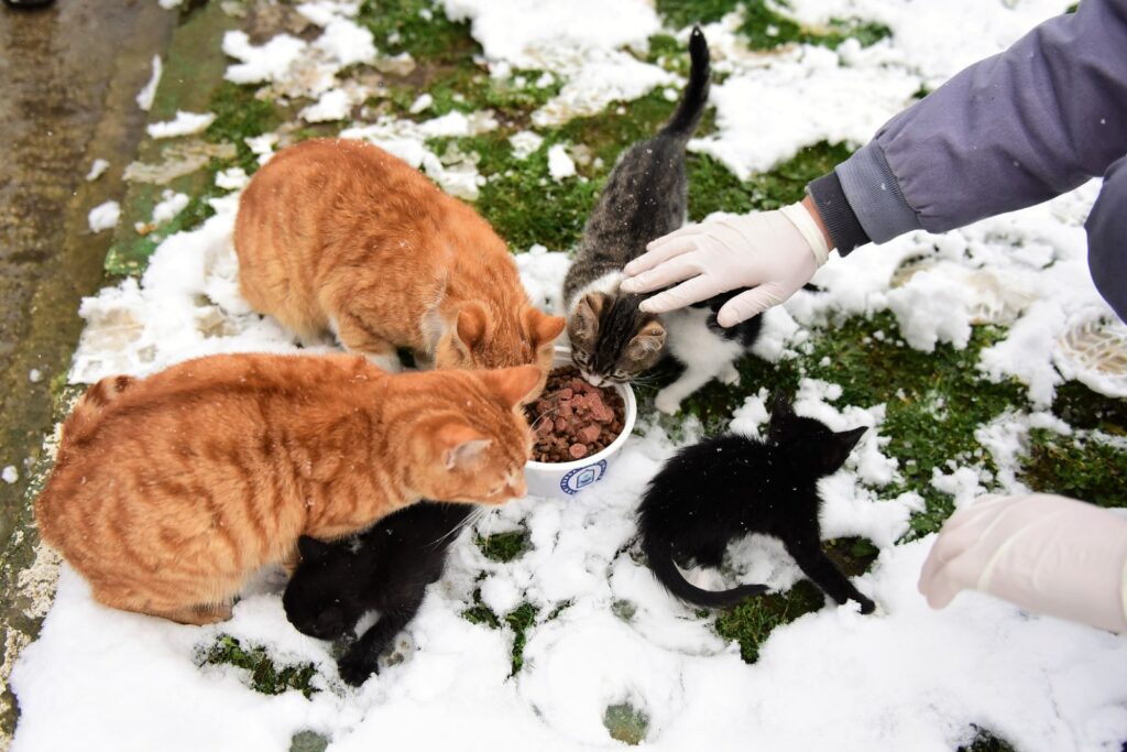 Yıldırım’da can dostlar emin ellerde