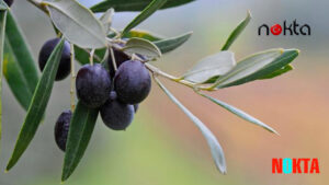 Binlerce yıllık Zeytinlikler bozulacak maden sahası açılacak