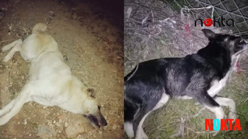 CHP’li Mudanya’da köpek katliamı! CHP’li Mudanya Belediyesi çöp kamyonunda presleyip çöplüğe atmış…