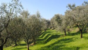 Ve ilk zeytinlik hedefi belli oldu… Arkasında hangi holdingler var