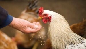 Resmi Gazete’de yayınlandı: Artık tavuk etinde GDO serbest