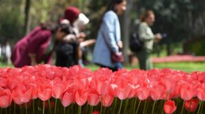 Dev borca rağmen bitkiye 41 milyon!