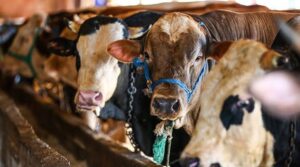 Satılmayan kurbanlıkları Et ve Süt Kurumu satın alacak