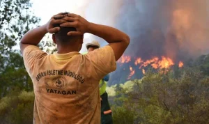Orman Genel Müdürlüğü, milyonlarca ağacın kesim talimatını verdi