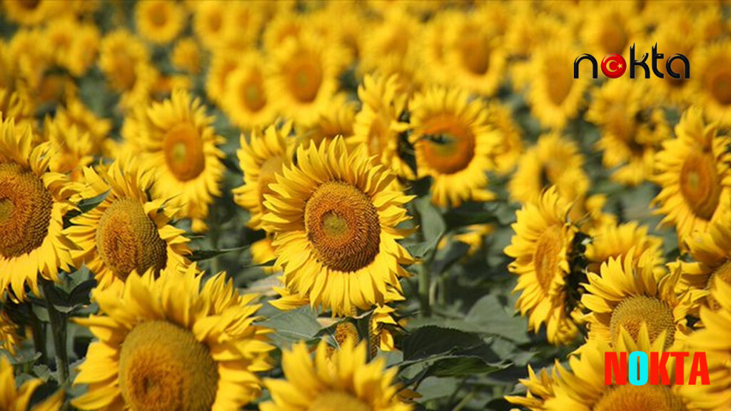 Ukrayna, elindeki ayçiçeğini tohum olarak satmak zorunda