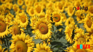 Ukrayna, elindeki ayçiçeğini tohum olarak satmak zorunda