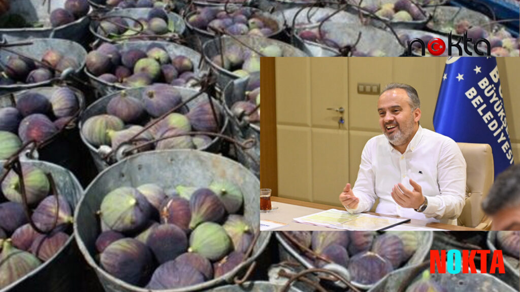 Bursa’da siyah incir darbesi Kraliçe inciri için Büyükşehir devrede