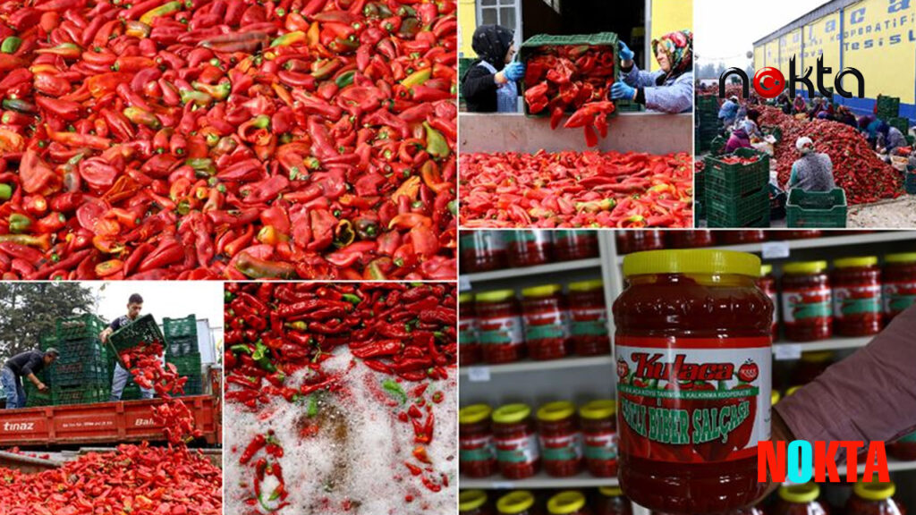 Bursa İnegöl’den Hollanda’ya “Kulaca biber salçası”