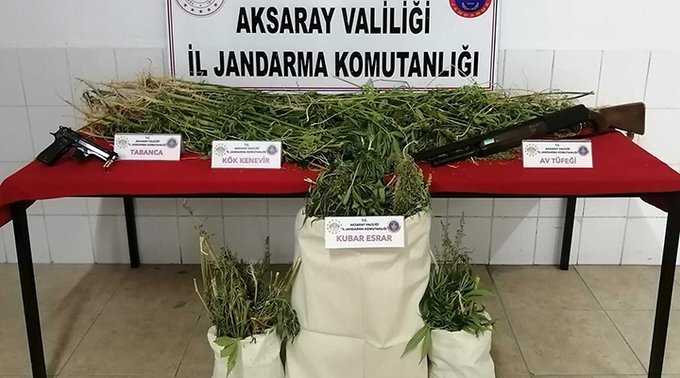 Arazisinde kenevir bulunan AKP’li belediye meclis üyesi, gözaltına alındı