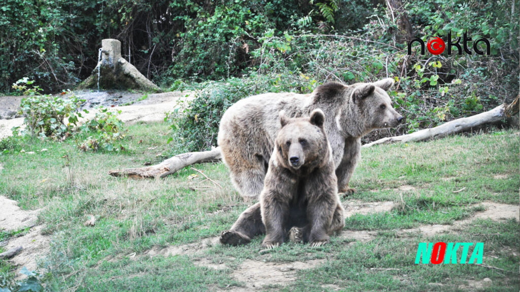 Yaban hayvanları Bursa’daki rehabilitasyon merkezinde