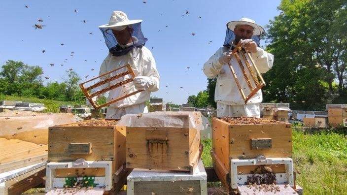 Balların yüzde 92’si sahte