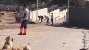 Barınak vahşetinin sanıklarına verilen karara ‘Suça meyilli kişiliğe sahip değiller’ gerekçesi