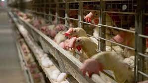 Yumurtanın başkentinde kuş gribi alarmı. Milyonlarca tavuk itlaf edildi