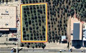 Balıkesir’de ölüm fermanı ihalesi: Kulübe bile bulunmayan zeytinliğe onarım görünümlü inşaat ihalesi verildi