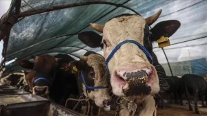 Kurban Bayramı için hazırlıklar başladı!