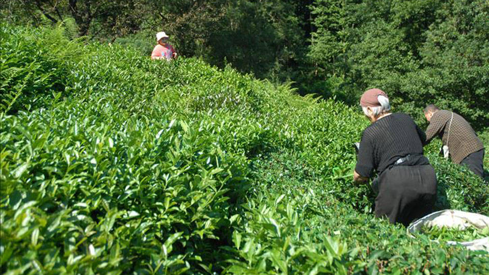 Erdoğan’ın yaş çay alım fiyatını 11 lira 30 kuruş olarak açıklamasına tepkiler büyüyor