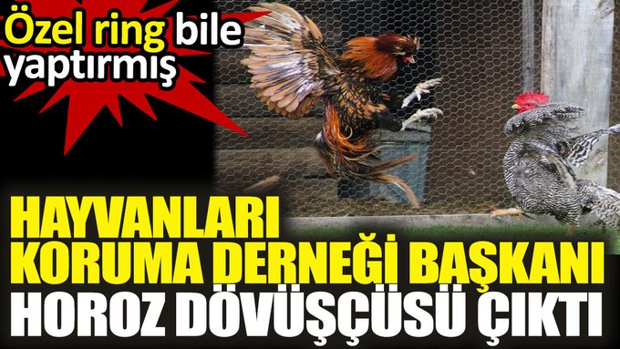 Hayvanları Koruma Derneği Başkanı horoz dövüşçüsü çıktı. Özel ring bile yaptırmış