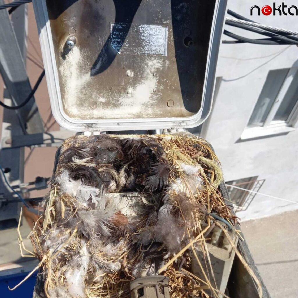 Bursa’da ekipler sokak lambasına yavrulayan kuşların yuvasını muhafaza etti