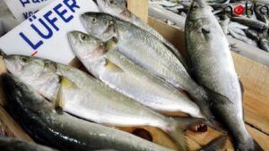 Hamsi ve lüferde bolluk beklentisi