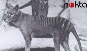 130 yıl önce nesli tükenen bir türün RNA’sını ilk kez incelendi