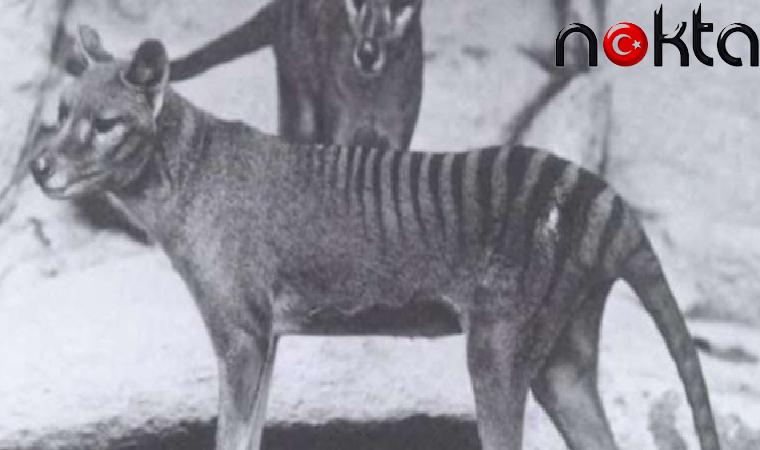 130 yıl önce nesli tükenen bir türün RNA’sını ilk kez incelendi