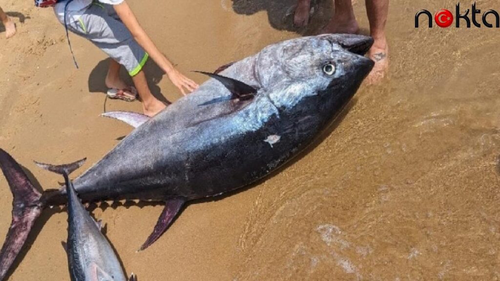 Balıkçıların oltasına takıldı, gören gözlerine inanamadı