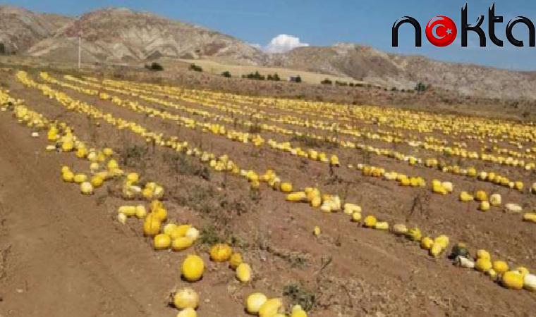 Birinci sefer ekti, tonlarca ürün elde etti: Dönüm başına 120 kilo!