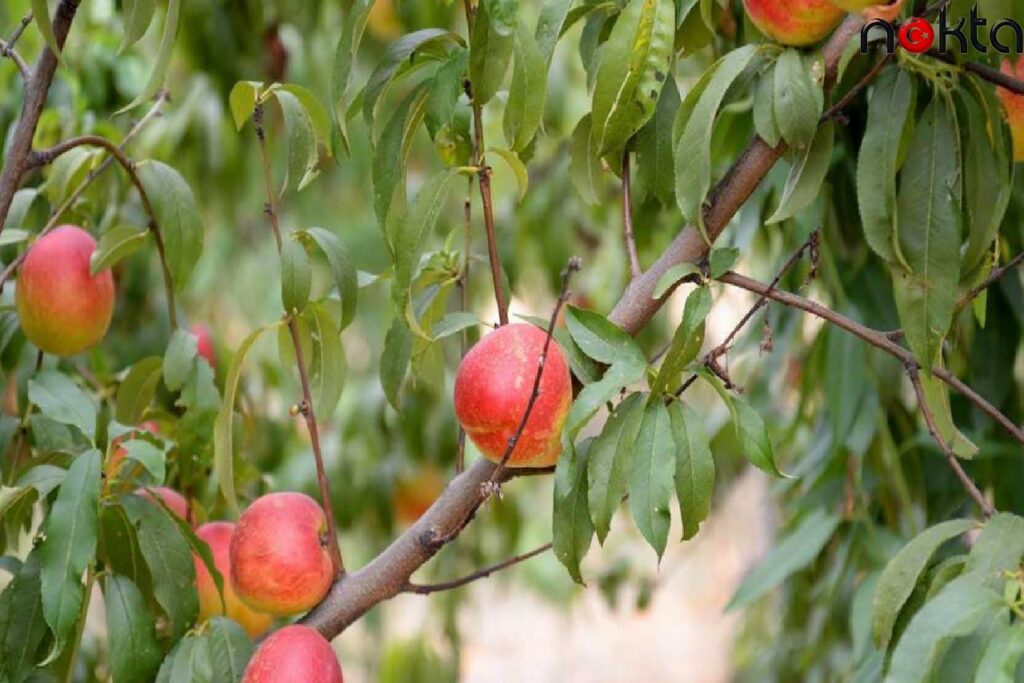 Bursa Uludağ Üniversitesinde yetiştirilen 120 çeşit şeftalinin hasadı yapıldı