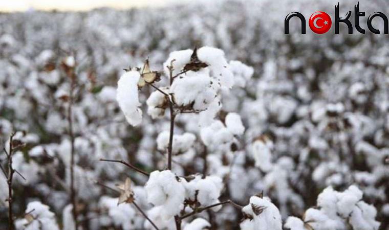 CHP’li Evrim Karakoz: Pamuk en az 40 TL olmalı