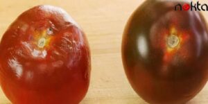 Domates Saklamanın 5 Yöntemi Denendi  ve En İyisi  Gerçekten Şok Edici…