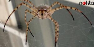 Dünyanın En Zehirlisi Malatya’da Görüldü!