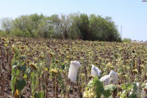 Edirne’de geliştirilen ayçiçeği çeşitleri hastalıklardan daha az etkilendi