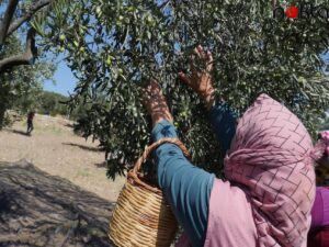 Edremit Körfezi’nde sezonun ilk zeytinyağı Ayvalık’ta sıkıldı