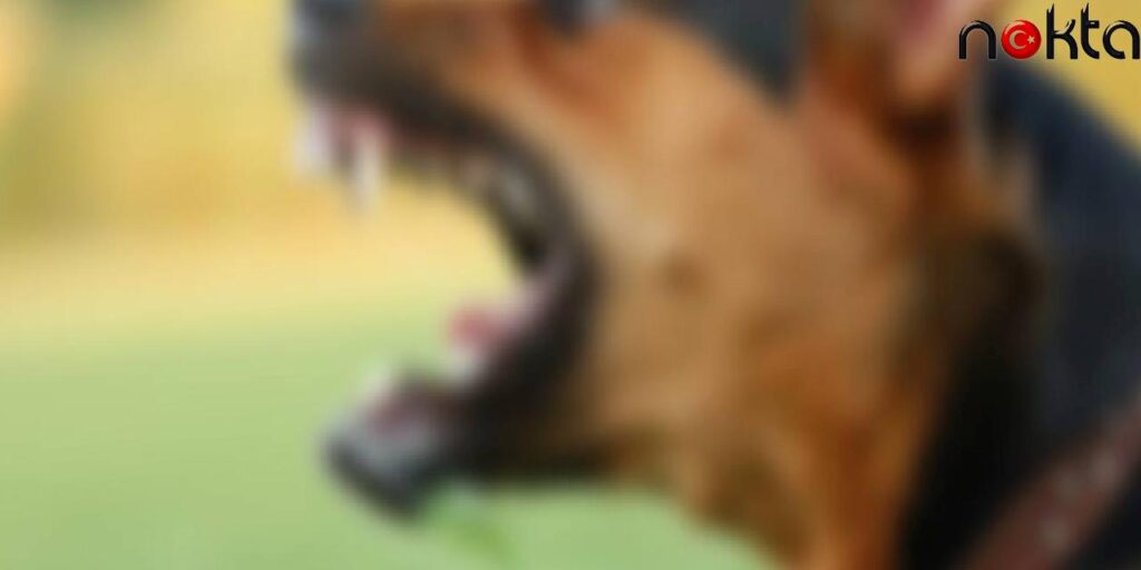 Esenyurt’ta ‘Kuduz’ Paniği! Valilik Açıkladı…