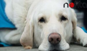 Gaz çıkaran köpekle yan yana oturdukları için havayolu şirketinden tazminat alacaklar!