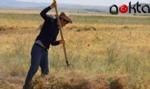 Gıdada ucuzluk hayal: Tarımda 2023 yılı mazot ve gübre destekleri çiftçide umutsuzluğa neden oldu