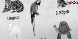 Görselde Seçtiğiniz Hayvan ideal Eşiniz Hakkında İpuçları Veriyor!