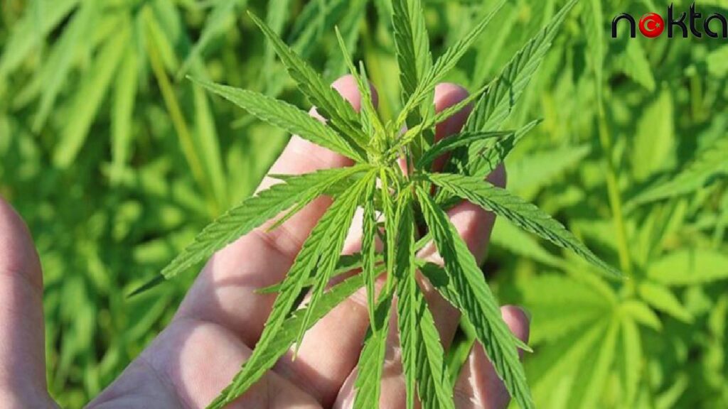 Hollanda ‘yasal esrar’ üretmeye başlıyor: Şubatta kafelerde olacak