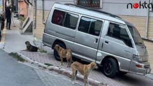 İstanbul Valiliği’nden kuduz iddialarına yanıt