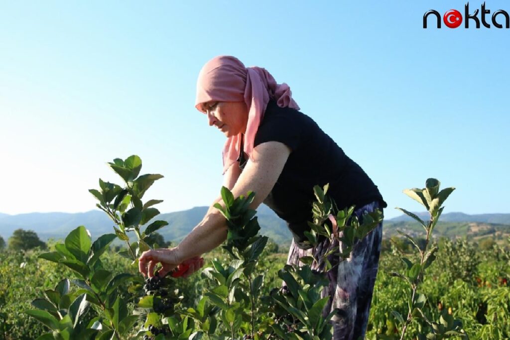 Kadın muhtar “süper meyve”yi köyüne kazandırdı